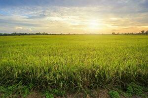 Hermoso campo de maíz verde con fondo de cielo al atardecer. foto