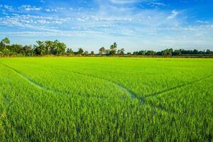 Beautiful green cornfield with fluffy clouds sky background. photo