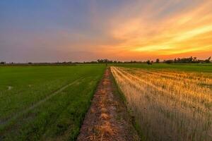 Beautiful green cornfield with sunset sky background. photo