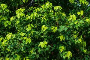 Green leaf Pho leaf  background in the forest bo tree is a leaf representing Buddhism in thailand. photo