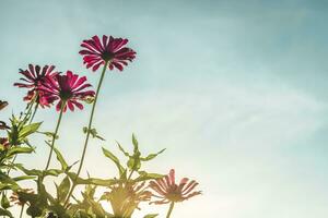 Pink flowers cosmos bloom beautifully in the garden of the nature with blue sky with vintage style. photo