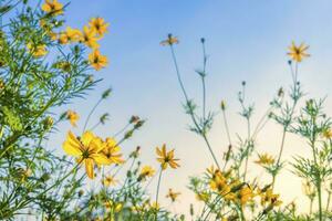 amarillo azufre cosmos flores en el jardín de el naturaleza con azul cielo. foto