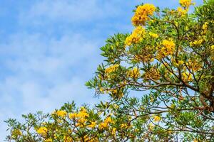 Golden trumpet tree at Park in on blue sky background. photo