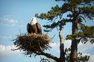 Eagle's Nest Majesty, A Breathtaking Glimpse into the Regal World of Eagles, High in the Canopy. AI Generated photo