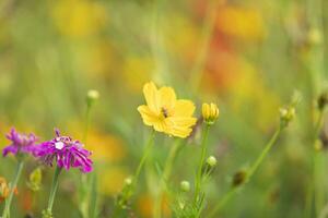 amarillo azufre cosmos flores en el jardín de el naturaleza. foto