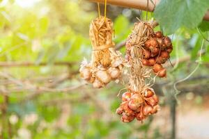 Garlic and shallots hanging on bamboo are Thai traditional kitchen style. photo