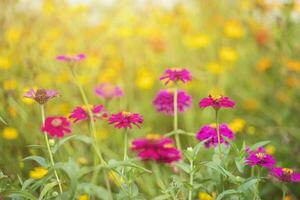 Pink flowers cosmos bloom beautifully in the garden of the nature photo