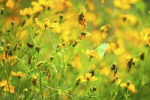 Yellow sulfur Cosmos flowers in the garden of the nature. photo