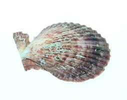 Sea shell isolated on white background photo