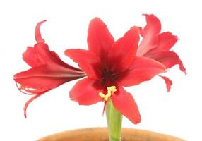 Hippeastrum red flowers isolated on white background photo