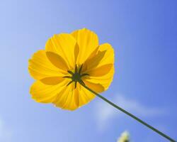 hermosas flores amarillas sobre un fondo de cielo. foto