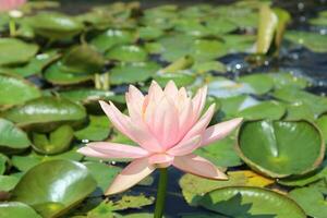 una hermosa flor de loto o nenúfar en el estanque foto