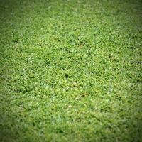 Beautiful green grass texture photo