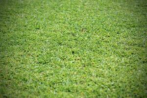 Beautiful green grass texture photo