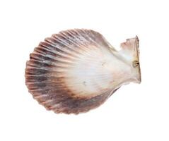 Sea shell isolated on white background photo