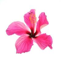 Pink hibiscus isolated on white background photo