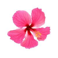 Pink hibiscus isolated on white background photo