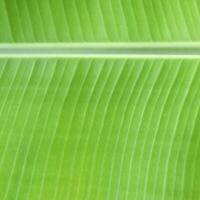 Banana leaves for background texture. photo