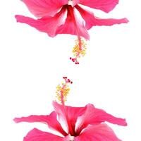 Pink hibiscus isolated on white background photo