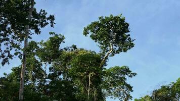 View of trees in the jungle video