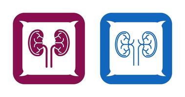 Kidney Vector Icon