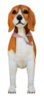 Front view statue Beagle dog png