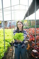 caucásico hembra granjero vistiendo es cuidando para orgánico vegetales dentro el vivero.joven empresarios con un interesar en agricultura a granja foto