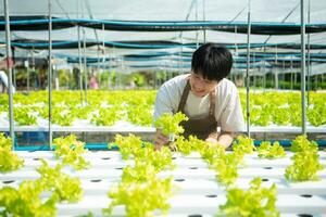asiático hombre granjero mirando orgánico vegetales y participación tableta para comprobación pedidos o calidad granja foto