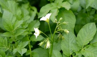 Flowering potato. White blooming potato flower in plant. Potato farming and cultivation concept. photo