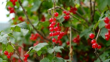 Clusters of ripe red currants hang on a bush. Healthy food concept. Growing plants and berries in the garden. The berries of red currant as a nutrition with vitamins for vegan. photo