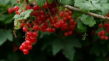 Clusters of ripe red currants hang on a bush. Healthy food concept. Growing plants and berries in the garden. The berries of red currant as a nutrition with vitamins for vegan. photo