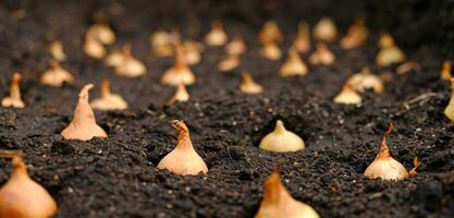 Close-up Onion sets for Planting in fresh dark soil. Early spring preparations for garden season. The process of sowing onion seeds in open ground. How to Grow Onions. Onion bulbs. Selective focus. photo