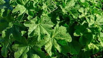 Green leaves Pelargonium hortorum, Zonal. Rough round leaves with strong aroma of geranium. Pelargonium is genus of flowering plant, perennials, succulents and shrubs, known as storksbill or geranium photo