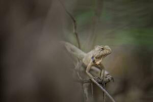 Thai chameleon with branches and leaves photo