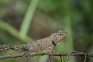 Thai chameleon with branches and leaves photo