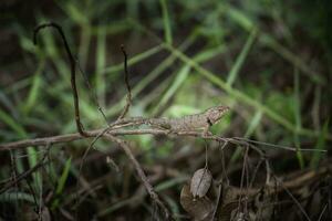 Thai chameleon with branches and leaves photo