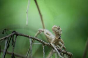 Thai chameleon with branches and leaves photo