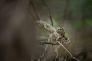 Thai chameleon with branches and leaves photo