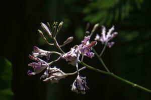 withered purple orchids not fresh photo