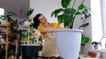 Repotting home plant strelitzia nicolai into new pot big basket, roots came out of pot through the bottom. Woman in an apron caring for a potted plant, strelitzia reginae video