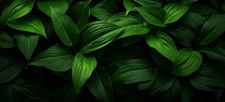 Closeup green leaves background, Overlay fresh leaf pattern, Natural foliage textured and background. Created with Generative AI technology. photo