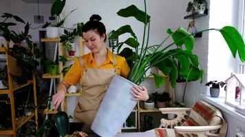 Repotting home plant strelitzia nicolai into new pot big basket, roots came out of pot through the bottom. Woman in an apron caring for a potted plant, strelitzia reginae video