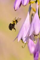 Common eastern bumble bee in flight photo