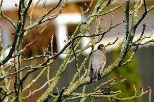 American robin on bare branches on a sunny spring morning photo