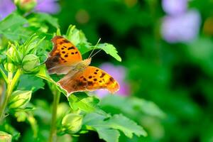 Question mark butterfly spreads it's wings on hibiscus leaves photo