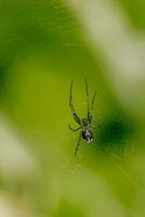 An orchid spider keeps watch in the middle of it's web photo