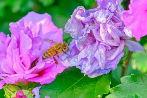 un miel abeja Entre dos hibisco flores foto