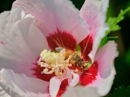 A honey bee in the heart of a pink hibiscus flower photo