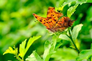 pregunta marca mariposa encaramado en un hibisco planta foto