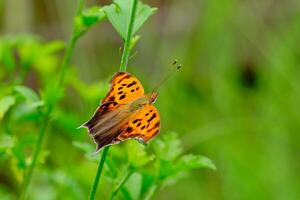 Question mark butterfly spreads it's wings on a hibiscus leaf photo